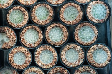 Renkli kaktüs bahçede güzeldir.