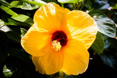 Renkli küçük çiçekler.