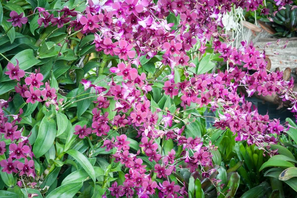 Orchidee fresche colorate . — Foto Stock