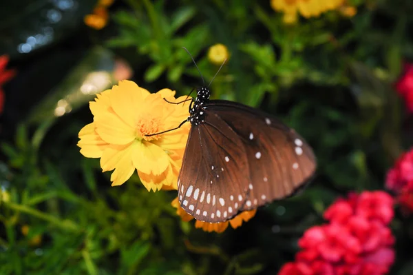 Beautiful night butterfly. — Stock Photo, Image