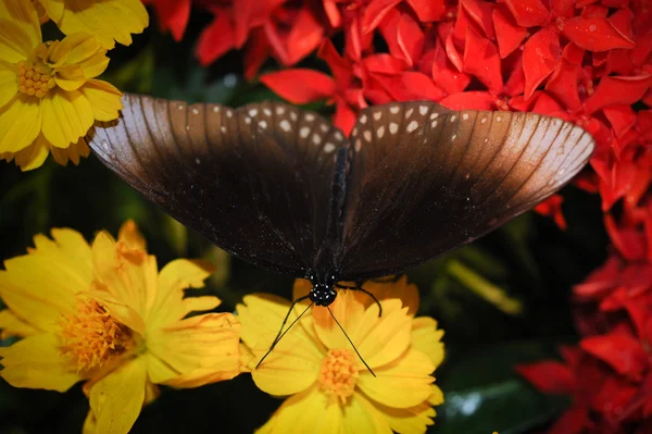 Hermosa noche mariposa . — Foto de Stock