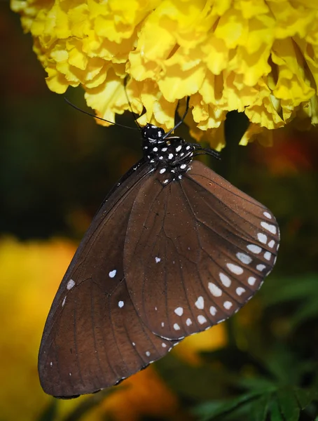 Beautiful night butterfly. — Stock Photo, Image