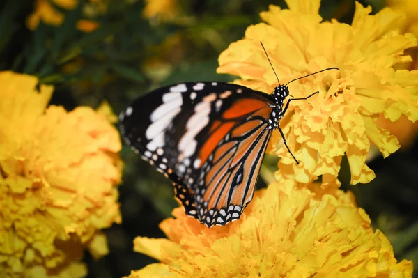 Hermosa noche mariposa . — Foto de Stock