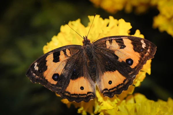 Beautiful night butterfly. — Stock Photo, Image