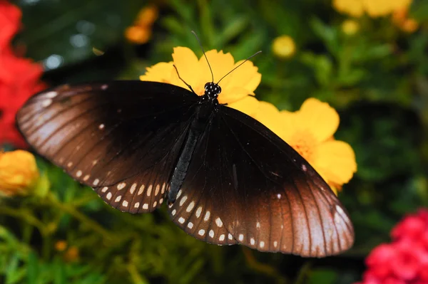 Beautiful night butterfly. — Stock Photo, Image