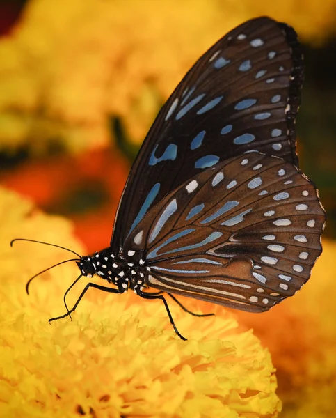 Beautiful night butterfly. — Stock Photo, Image