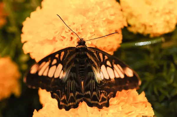 Beautiful night butterfly. — Stock Photo, Image