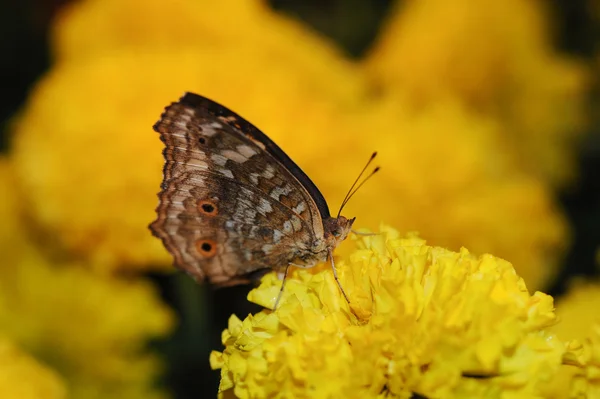 Beautiful night butterfly. — Stock Photo, Image