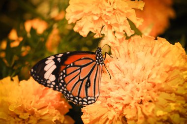 Güzel bir gece kelebek.