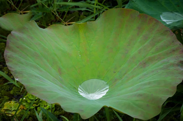 Vattendroppe på skurkar leafs. — Stockfoto