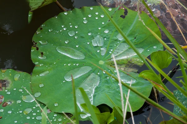 Gota de água em folhas de louts . — Fotografia de Stock