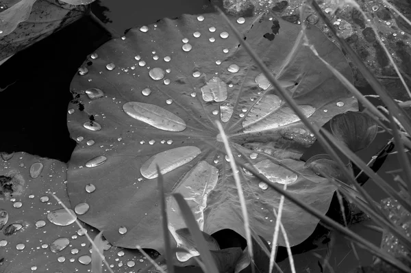 Vattendroppe på skurkar leafs. — Stockfoto