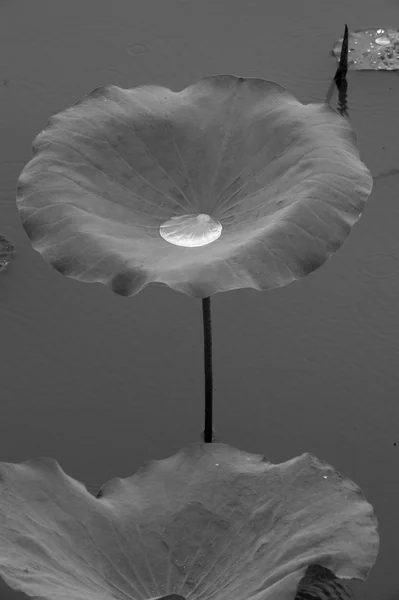 Gota de água em folhas de louts . — Fotografia de Stock