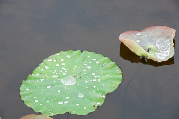 Vattendroppe på skurkar leafs. — Stockfoto