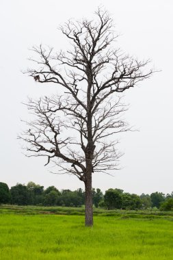 Alanları ahşap öldü.