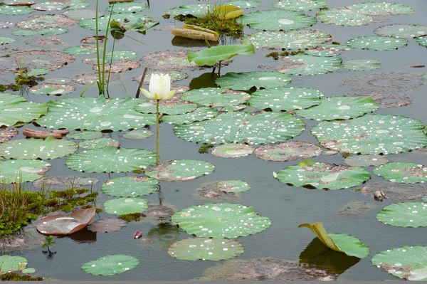 Vattendroppe på skurkar leafs. — Stockfoto