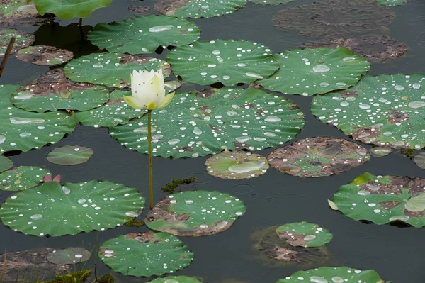 Vattendroppe på skurkar leafs. — Stockfoto