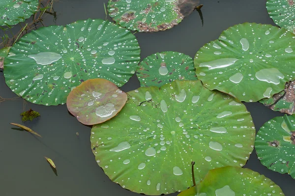 Gota de água em folhas de louts . — Fotografia de Stock