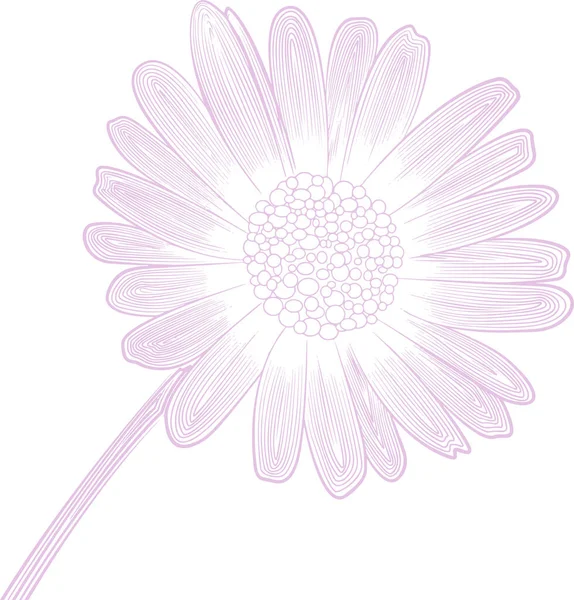 デイジーの花の繊細なベクトル線型パターン — ストックベクタ