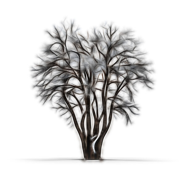 Sketch of winter tree without leaves on white background