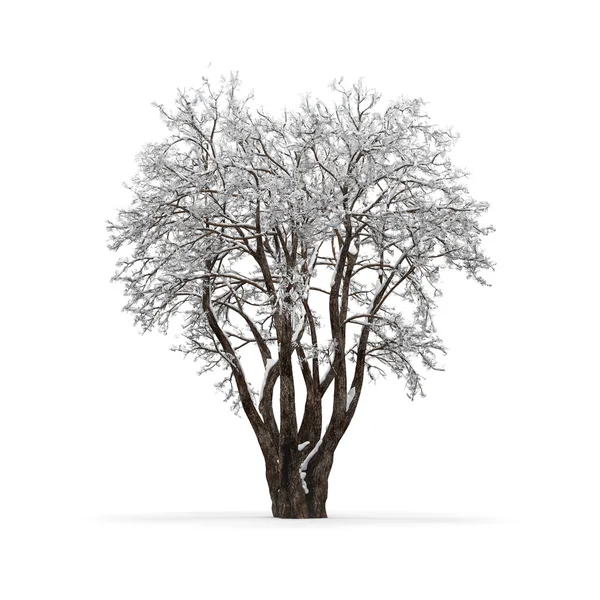 Árbol de invierno sin hojas sobre fondo blanco 3d renderizado — Foto de Stock