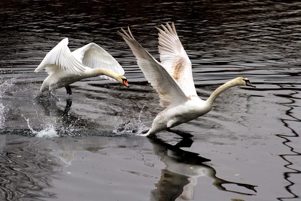 白鳥が湖の上を取る — ストック写真