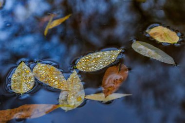 Çok renkli nem damlacıkları ile güzel sonbahar yaprakları akşam nehrinde yüzer..