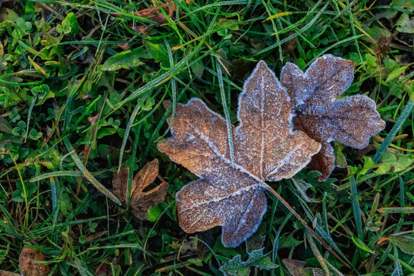 秋の朝の霜 緑の芝生の上で霜降りカエデの葉 — ストック写真