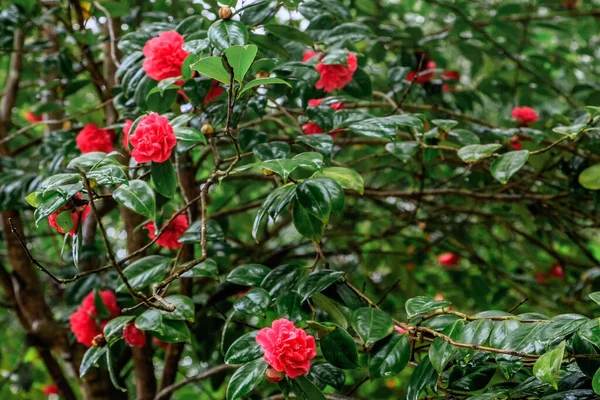 Beautiful Wet Pink Flowers Camellia Japonica Garden Sintra Portugal — Stock Photo, Image