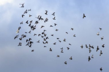 Bulutlu gökyüzünün arka planında güzel bir güvercin sürüsü.