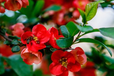 Japon ayva ayvalarının kırmızı çiçekleri, Ukrayna 'da bahar sonlarında açan, akşam ışığında çekilen.