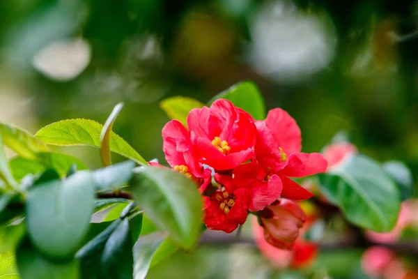 ウクライナの晩春に咲くピンク色の花を夕方の光で撮影 — ストック写真