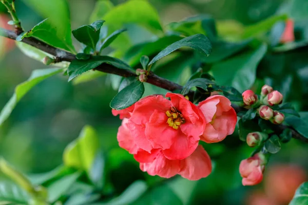 ウクライナの晩春に咲くピンク色の花を夕方の光で撮影 — ストック写真