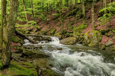 Bahar ormanı boyunca akan bir dağ nehrinin kaynayan suyu..