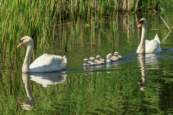 白い白鳥は葦の近くの池で小さな白鳥の血で泳ぐ — ストック写真