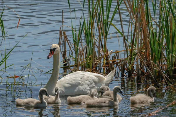 Cisne Fêmea Branco Nada Uma Lagoa Com Uma Ninhada Pequenos — Fotografia de Stock