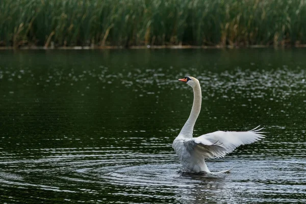 Weißer Schwan Landet Nach Flug Auf Der Wasseroberfläche Des Sees — Stockfoto