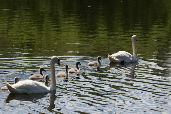 白い白鳥の家族は小さな白鳥の血で湖で泳ぐ — ストック写真