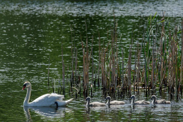 小さな白鳥の血を持つ池で白い雌の白鳥が泳ぐ — ストック写真