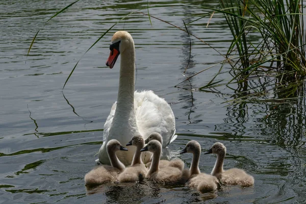 Weißer Schwan Schwimmt Teich Mit Brut Kleiner Schwäne — Stockfoto