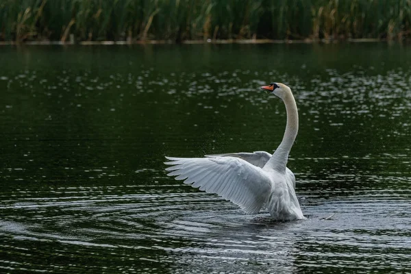 Weißer Schwan Landet Nach Flug Auf Der Wasseroberfläche Des Sees — Stockfoto