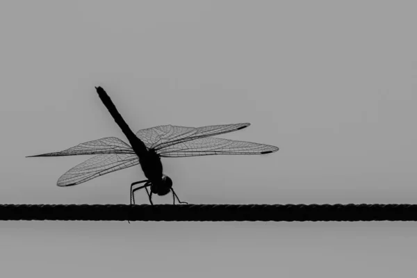 Libelle Sitzt Auf Einer Wäscheleine Konturenschießen — Stockfoto