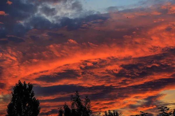 Színes Naplemente Fák Felett Este Mennydörgő Felhőkkel Napfényben Naplementekor — Stock Fotó