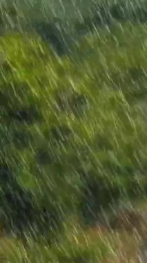 Yeşil ağaçlara yağmur yağar orman, doğal güzel yağmur fırtınası manzarası