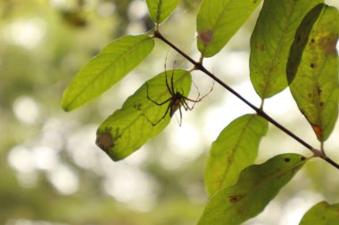 Yaprağın Altındaki Örümcek Makro Fotoğraf: Yeşil Yapraklar