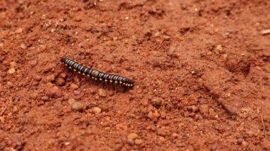 Toprak Macro Omurgasızı Fotoğraflarında Sarı Noktalı Kırkayak