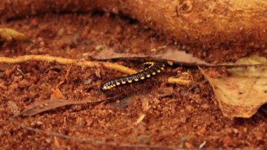 Toprak Macro Omurgasızı Fotoğraflarında Sarı Noktalı Kırkayak