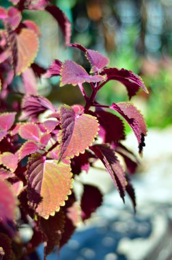 Coleus yaprakları (boyalı ısırgan, alev ısırgan yakın çekim)