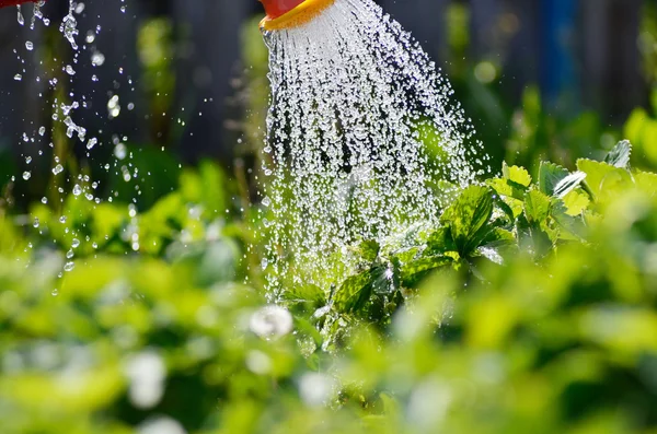 与阳光花园里的植物浇水. — 图库照片