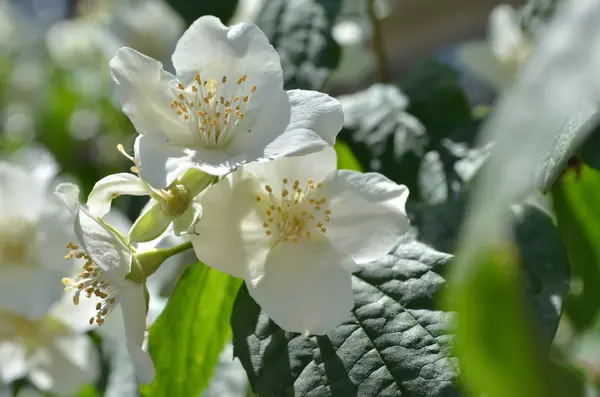 Buisson de jasmin fleuri Philadelphus Lemoinei hibridus bac floral — Photo